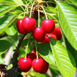 Cherry tree Bigarreau Tardif de Vignola